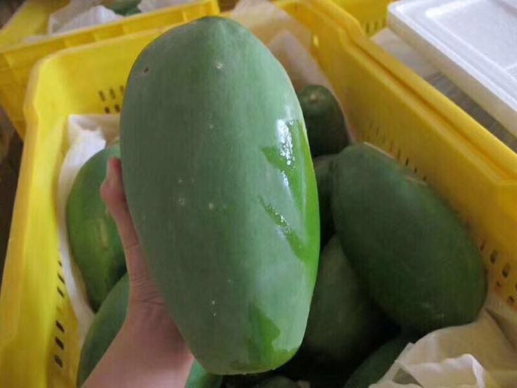 一个完整的青黄色木瓜被放置在冰箱的蔬果保鲜抽屉中,周围无其他水果,背景清晰,光线柔和,突出冷藏环境下的安全储存条件 木瓜在冰箱保鲜层中的存放状态
