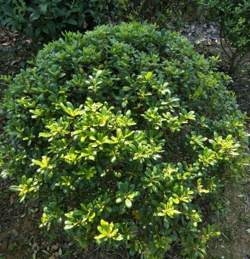 海桐球冠幅80/100cm,海桐小苗 杯苗