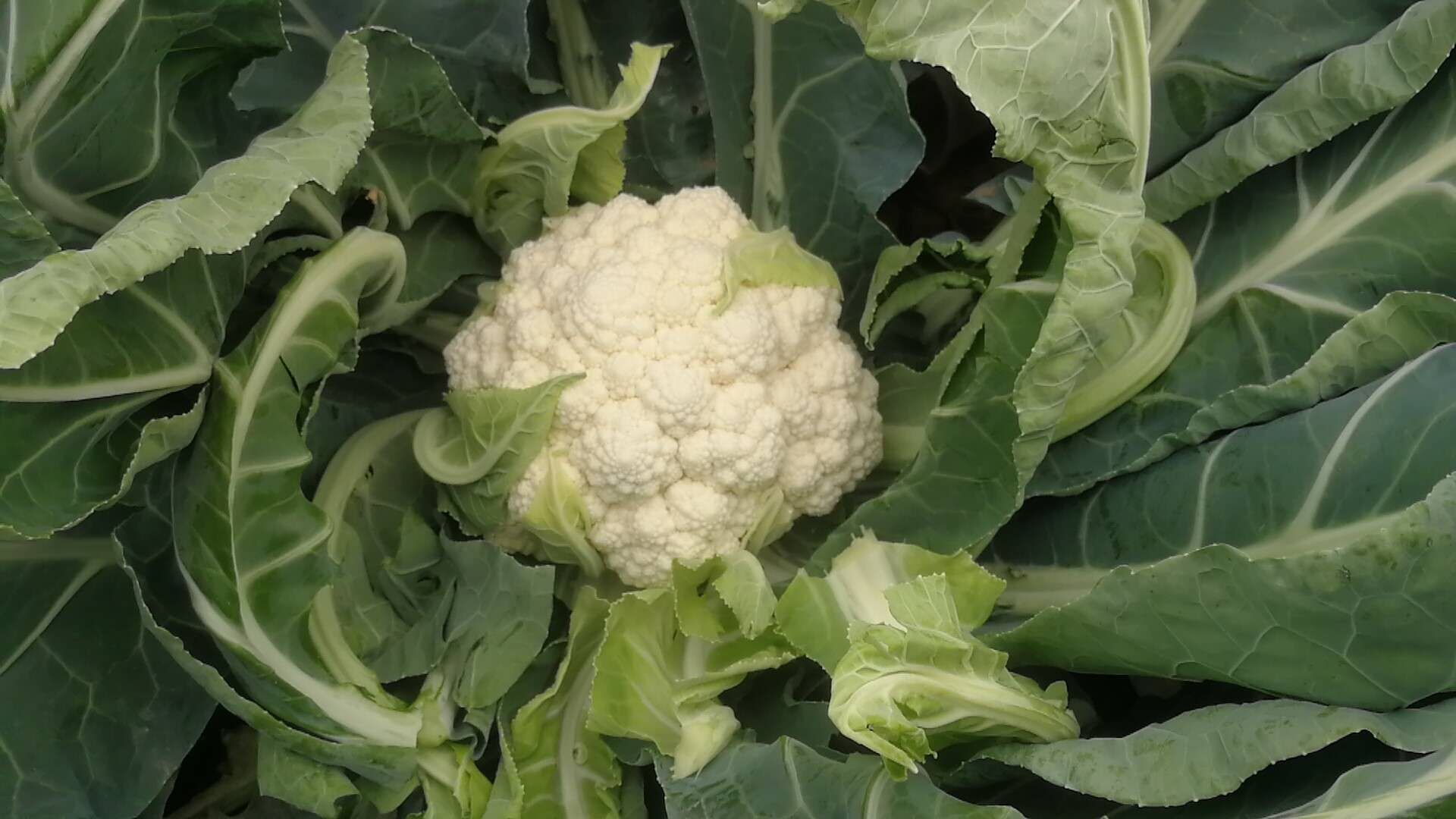 野生香菜开花阶段特写