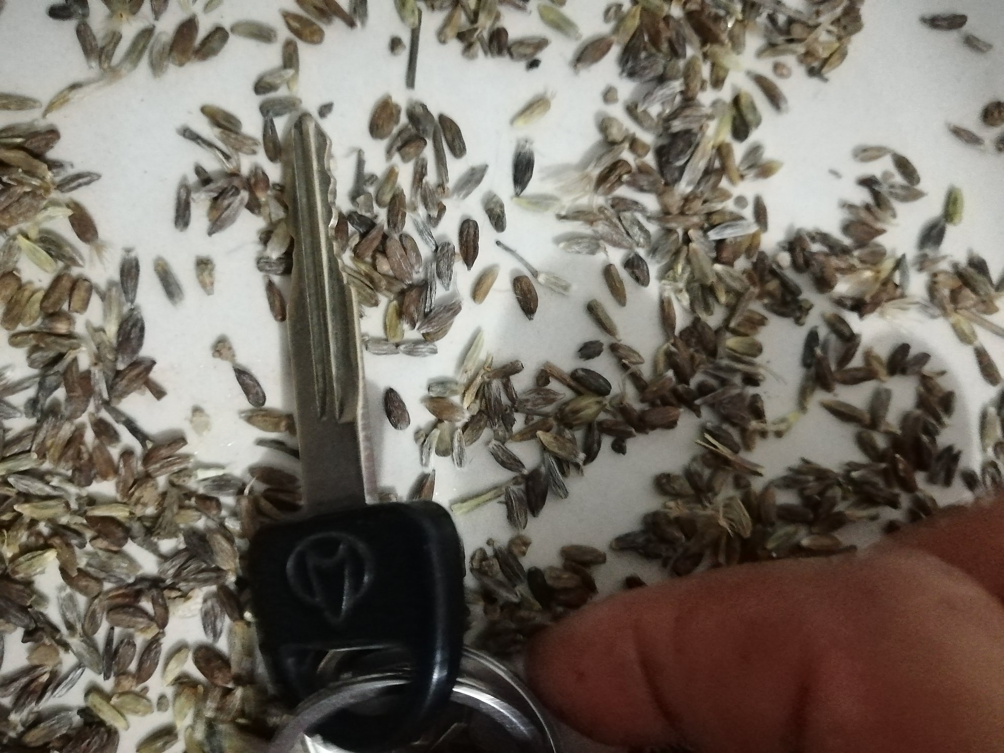 白术与白芷主要产地分布图