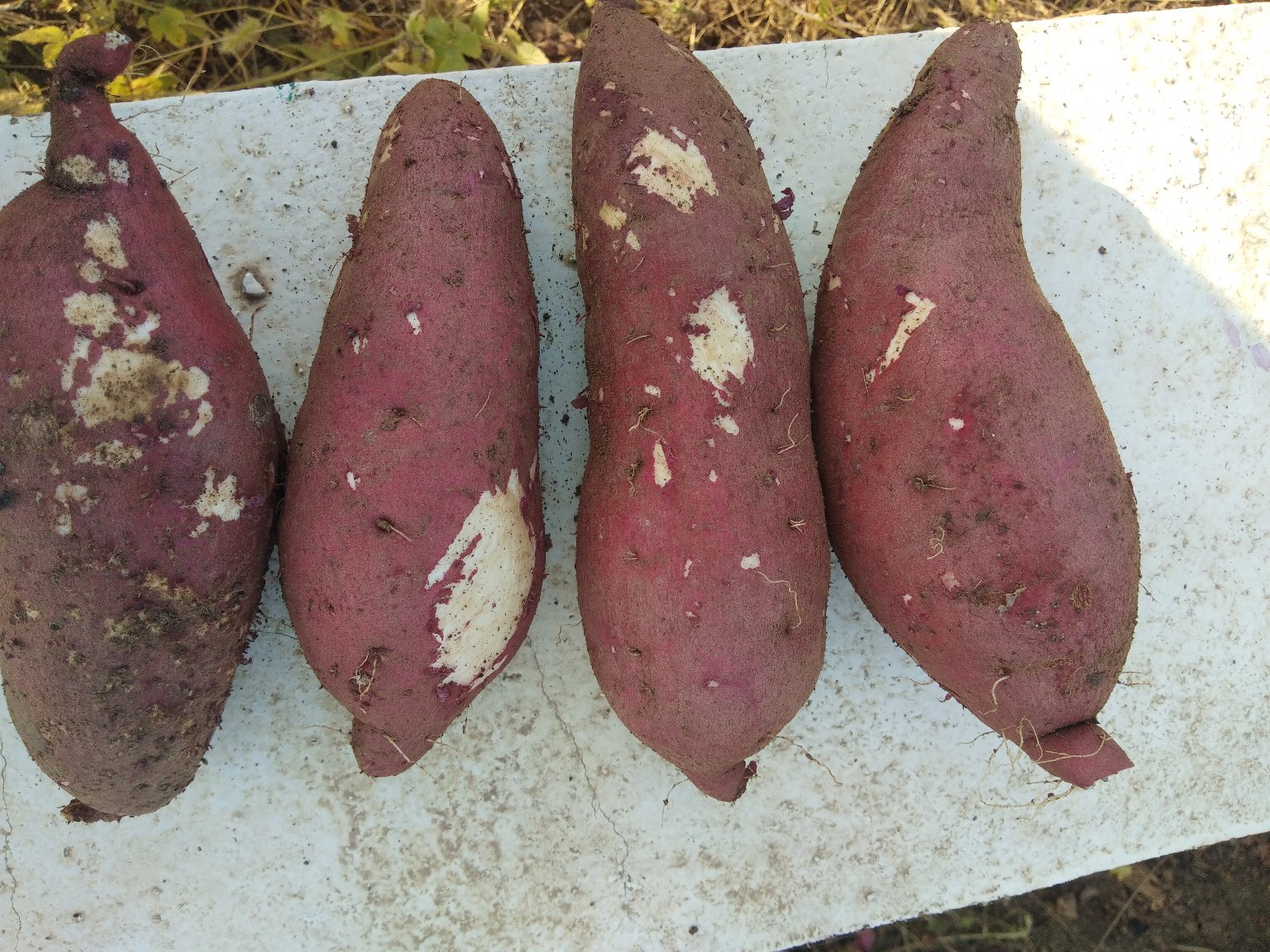 商薯19红薯与其他品种对比图