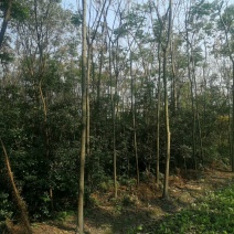 栾树