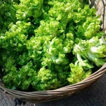 儿菜，儿多鲜嫩