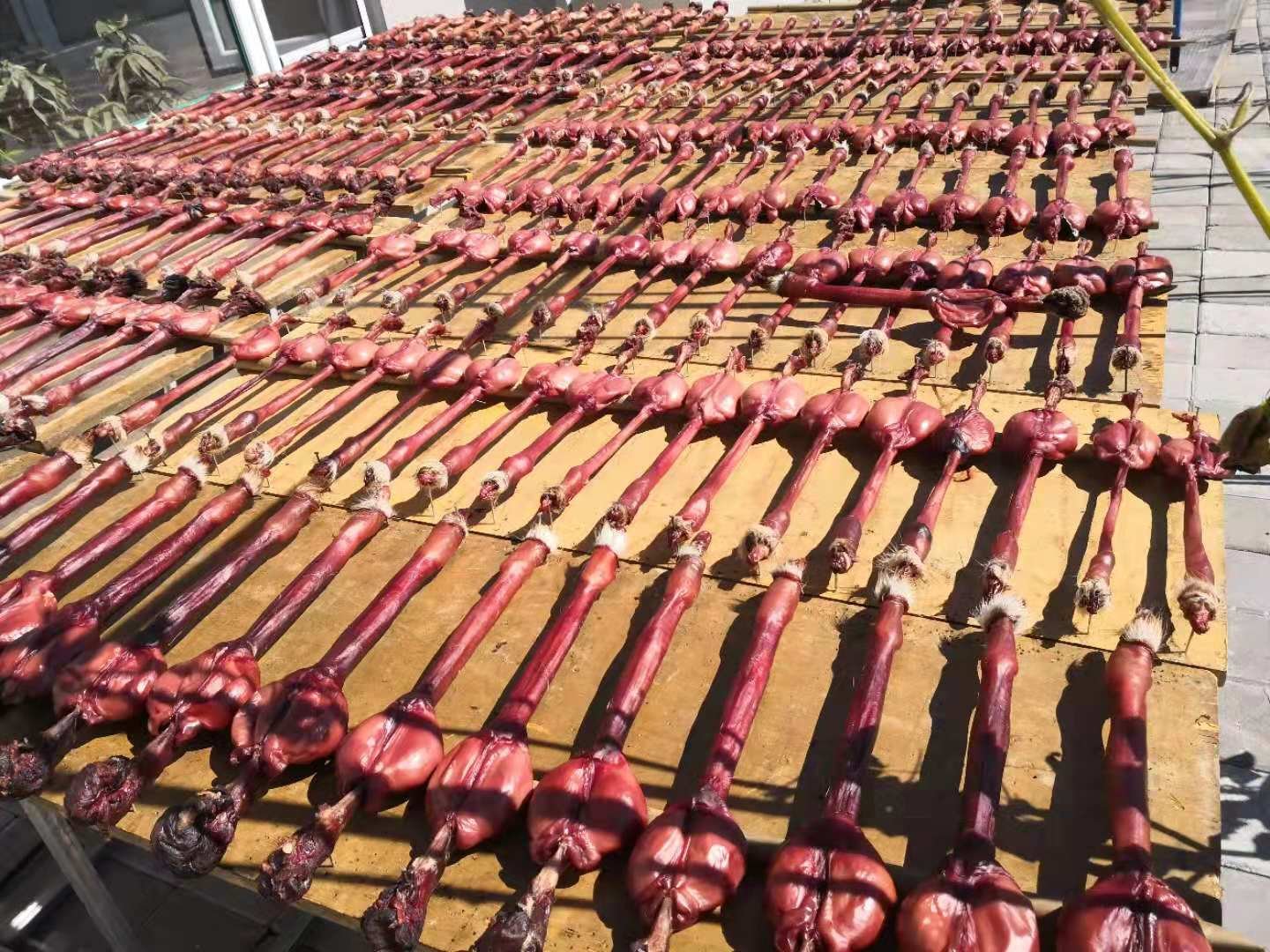 鹿鞭加工现场图