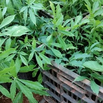 火镰菜苗滇西南药食兼用树种