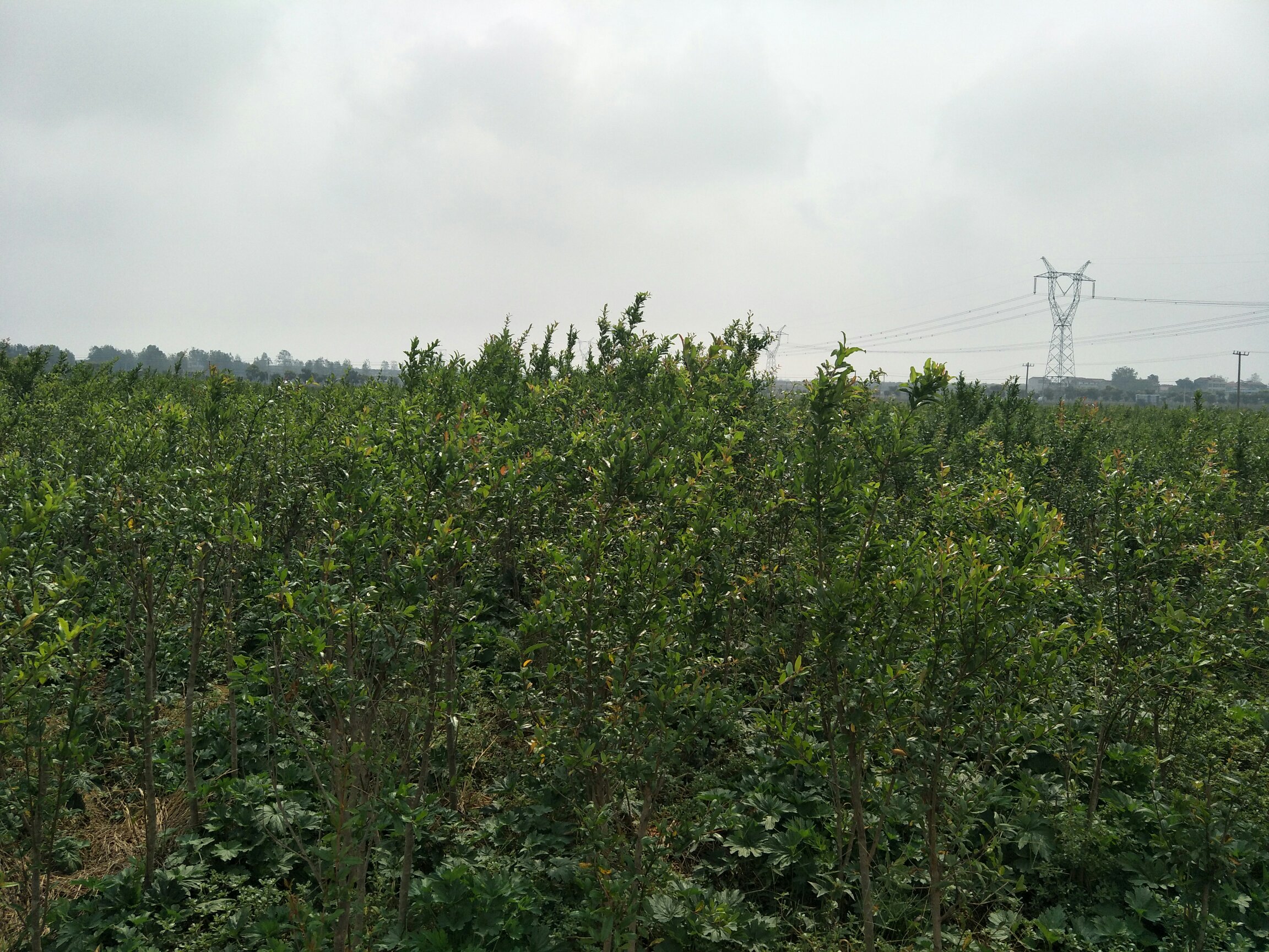 无人机航拍视角下的突尼斯软籽石榴标准化种植基地, rows of neatly spaced trees with lush green foliage, red ripe fruits visible among the leaves, located in a dry-hot valley region with mountainous background and irrigation systems in place 果园实景航拍图