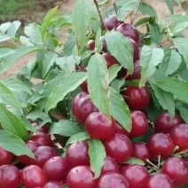 2年山西钙果苗包邮保活