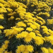 金丝皇菊