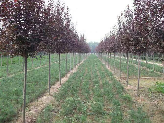 图示:华北庭院中‘红宝石’李树春季定植现场——苗高1.2 m,嫁接口清晰可见并高出地面6 cm;树盘覆盖黑色地膜,边缘用土压实;背景可见南向砖墙,保证充足光照 庭院李树春季定植实景图