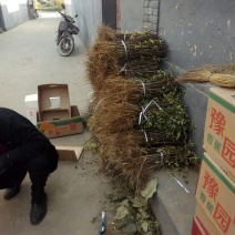 陕西韩城大红袍狮子头花椒苗