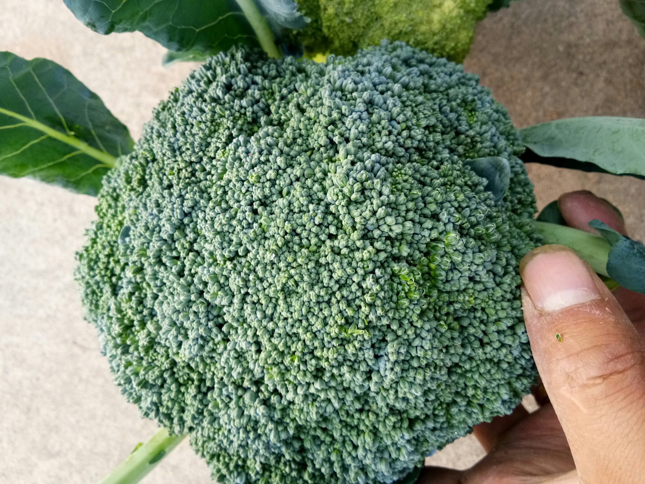 菜花不同品种对比图