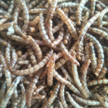黄粉虫干虫