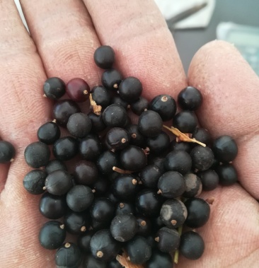 栾树种子,北栾种子,栾树籽,北京栾种子