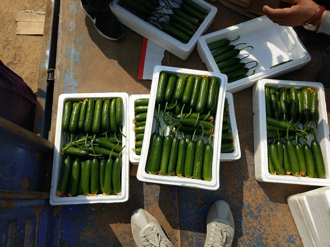 现代化蔬菜分拣包装车间内工人操作流水线