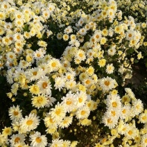 杭白菊