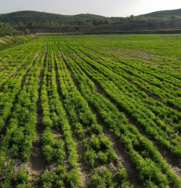 [黄芪苗批发]优质黄芪苗价格8.00元/斤 - 一亩田