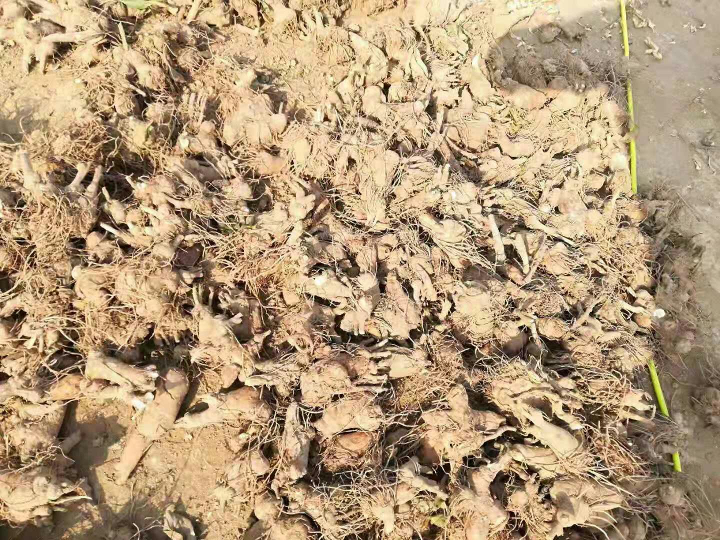 园林技术人员正在对白皮松进行根部灌药处理