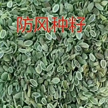大量出售供应一代高产纯新防风种子