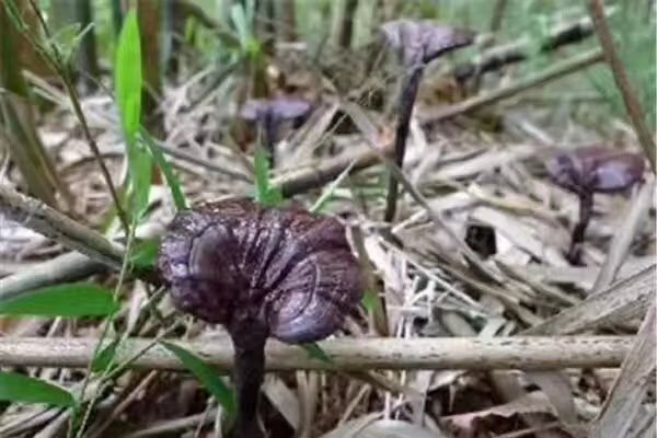 竹林中的野生竹灵芝特写