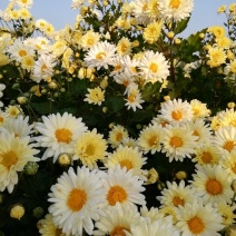 供应新鲜杭白菊