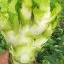 儿菜