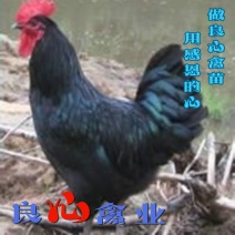 黑土鸡公苗山地放养土鸡苗黑凤鸡苗质鸡保证