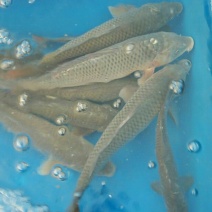 野生鲤鱼