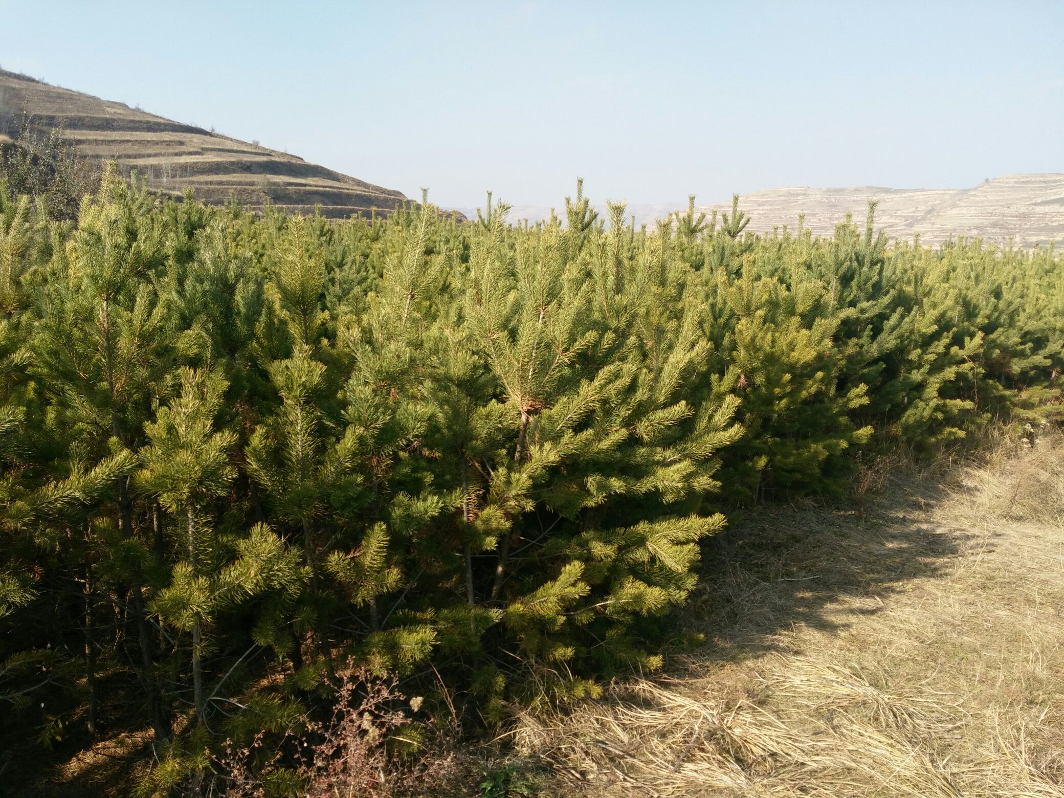 油松成熟的松果特写