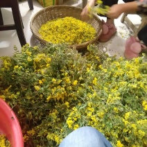 野菊花自家种的