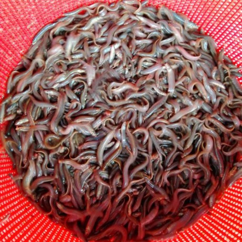 广东江门开平市泥鳅苗 0.10元/尾台湾泥鳅苗