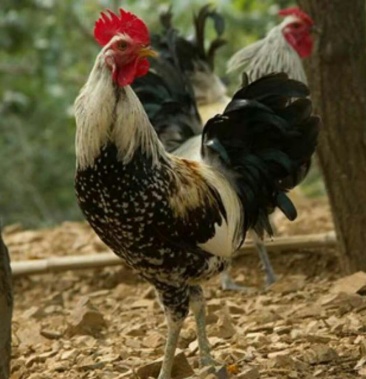 鹊山鸡,包疫苗,全国各地发货