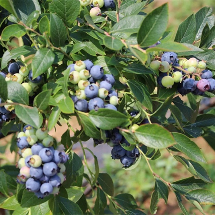 蓝莓籽显微图像