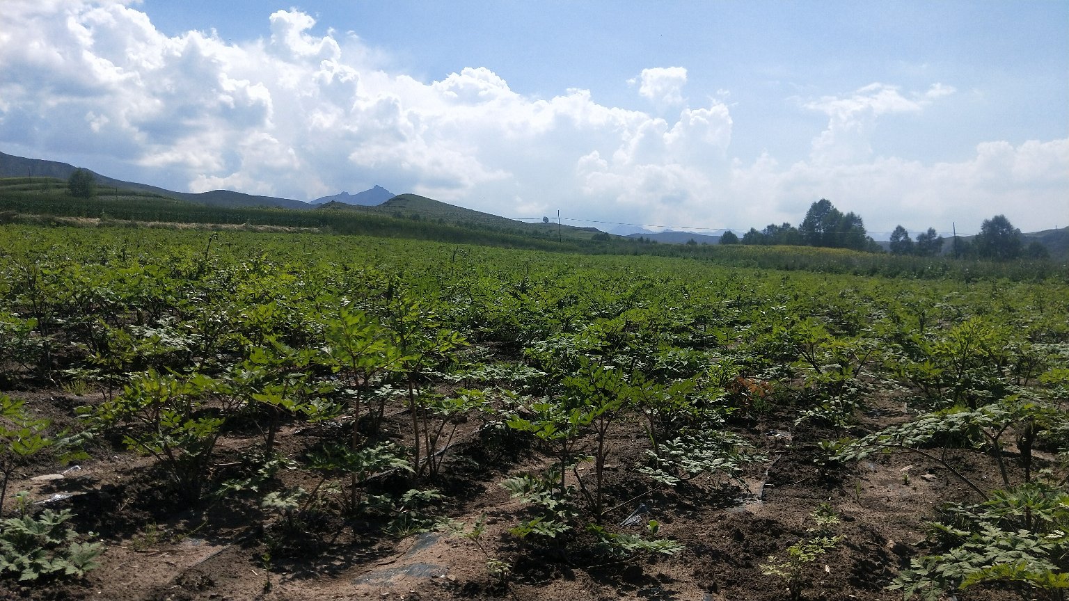 浙贝母药材展示