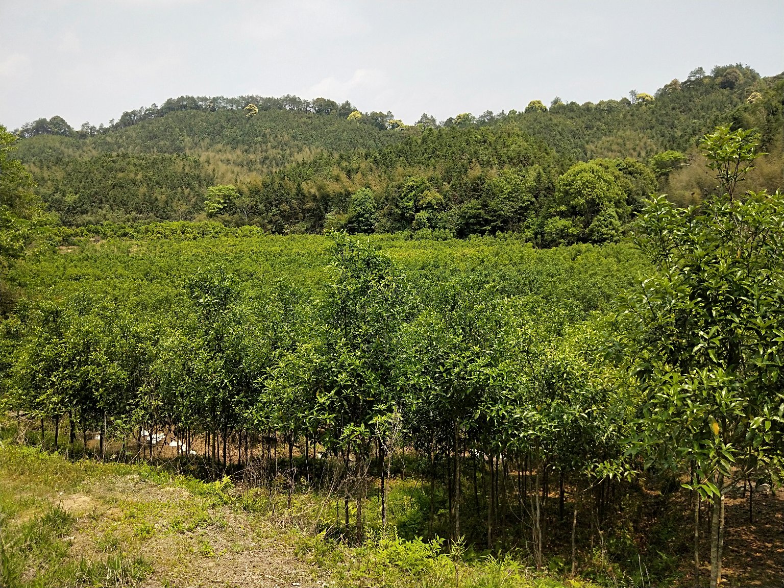 广西容县六王镇百年八角古树林航拍全景