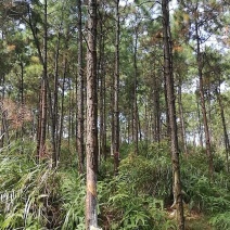 大量湿地松木桩，本地松木桩，批发欢迎新老客洽谈预定
