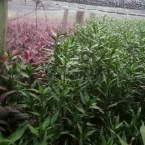 花卉盆景