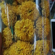 皇菊茶