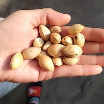 银杏果