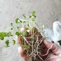 猫爪草种苗大量供应