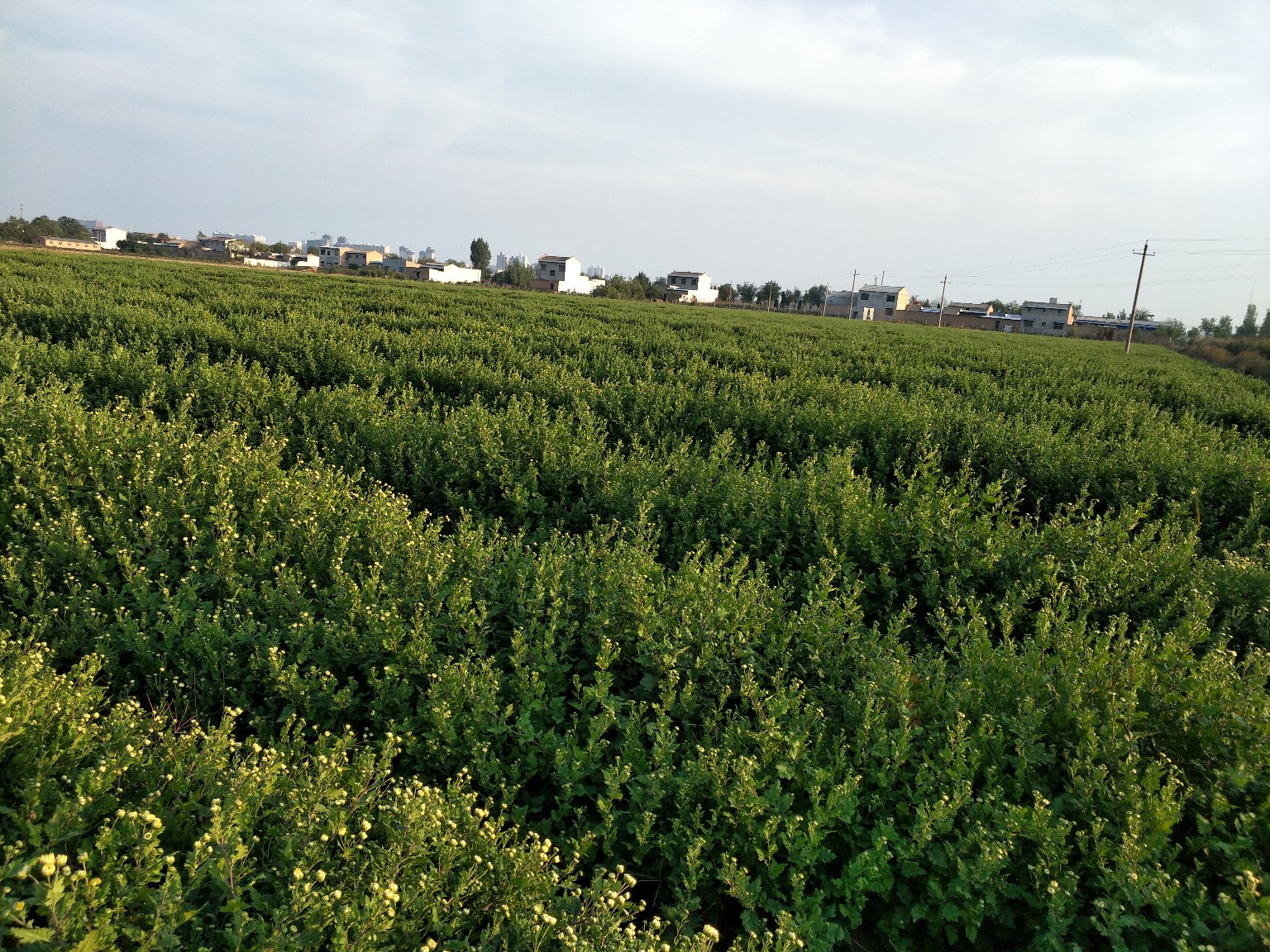 杭白菊田野菊海种植基地航拍图,展示大面积种植场景 杭白菊种植基地航拍图