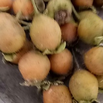 无籽无核金刺梨