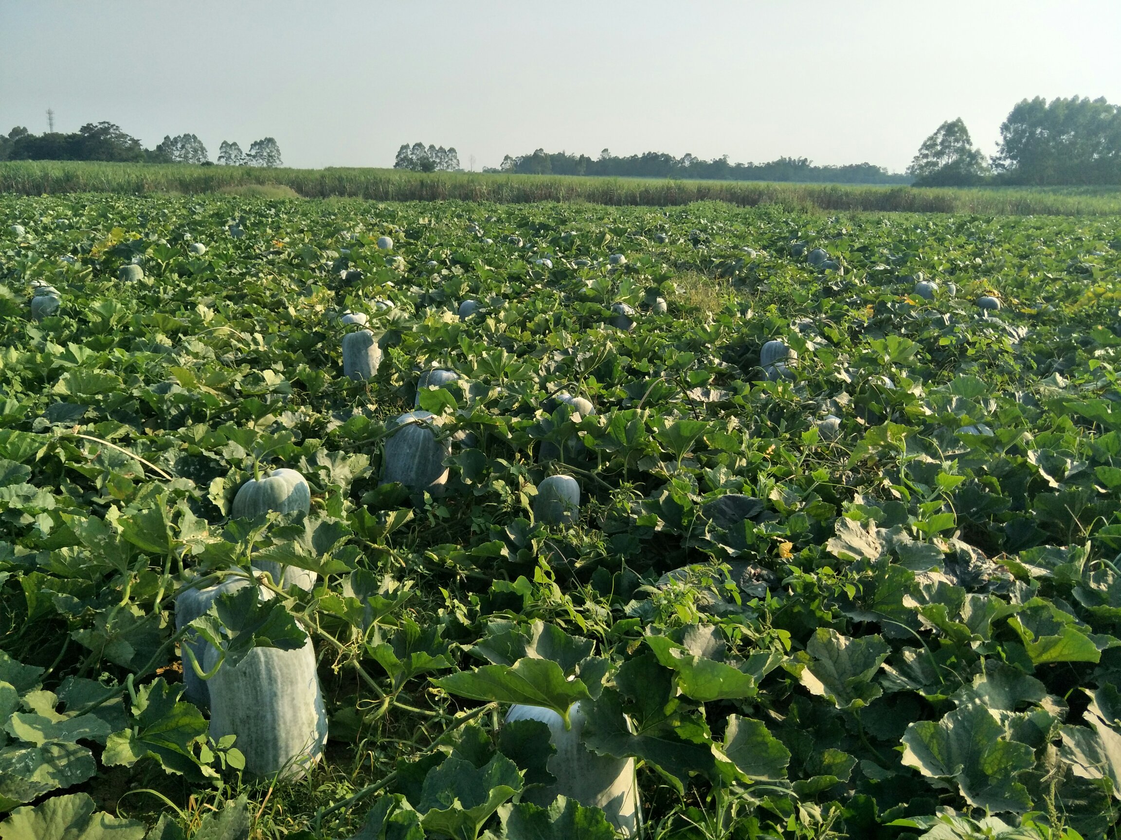 沁阳冬瓜种植基地航拍图