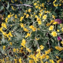 纯野生野菊花