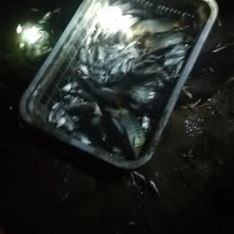 鲫鱼