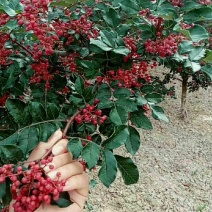 武都:大红袍花椒苗一年苗（伏椒）提供种植技术