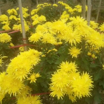 金丝皇菊