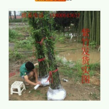早园竹，竹苗，紫竹，金镶玉竹，