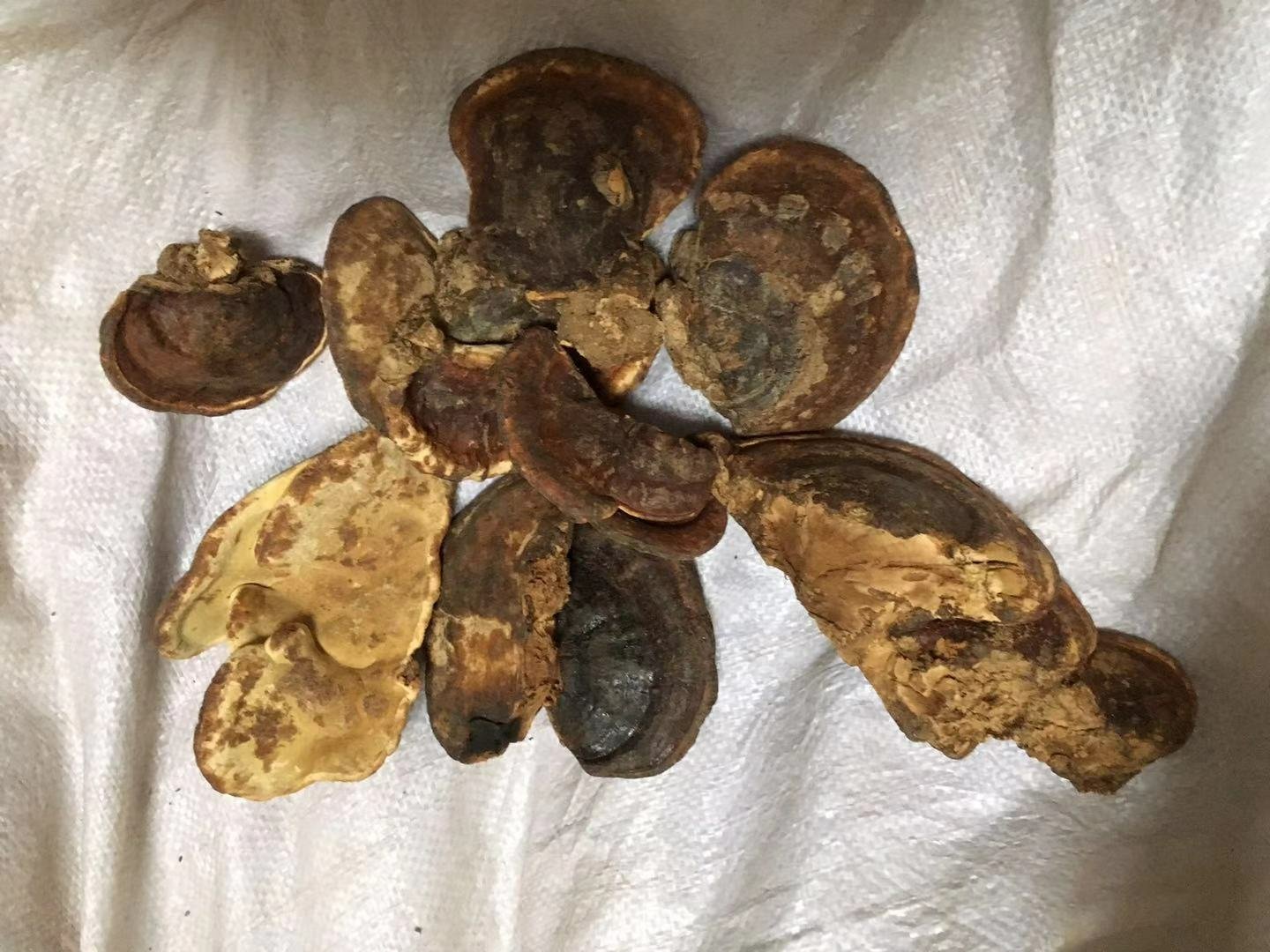 岩灵芝横切面特写