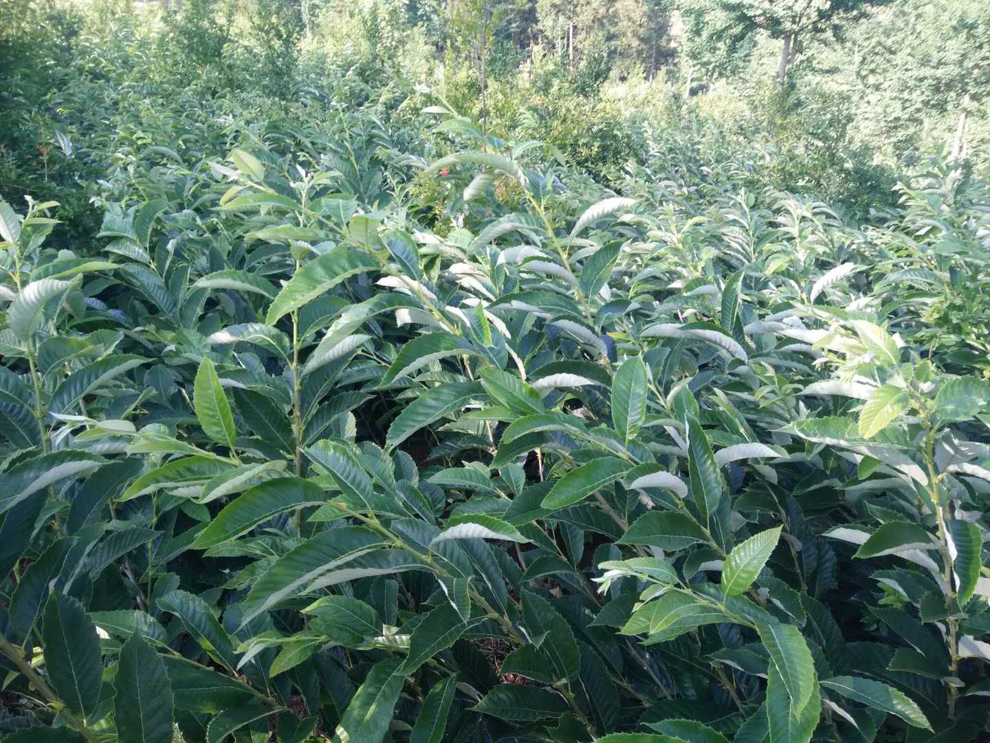 泰安市某标准化栗园,展示整齐的种植布局与现代化灌溉系统 泰安市栗园标准化种植场景