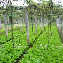 八月瓜，九月黄，更多种植模式，私聊